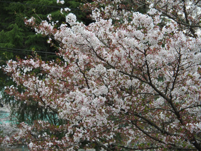 P4090010 (2)