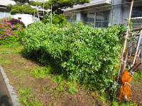 P4250037