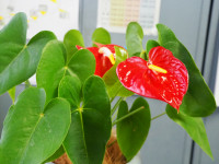P4300420