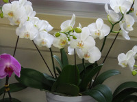 P5210005