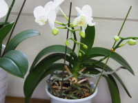 P5210006