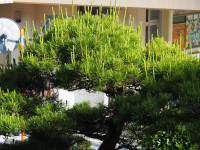 P5220025