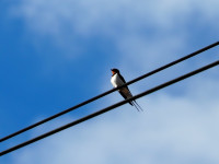 P5260115