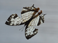 P5260090