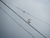 P6030017