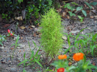 P7130028
