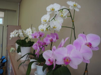 P7130047