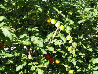 P7170056
