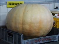 P9110038