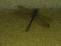 PA110003